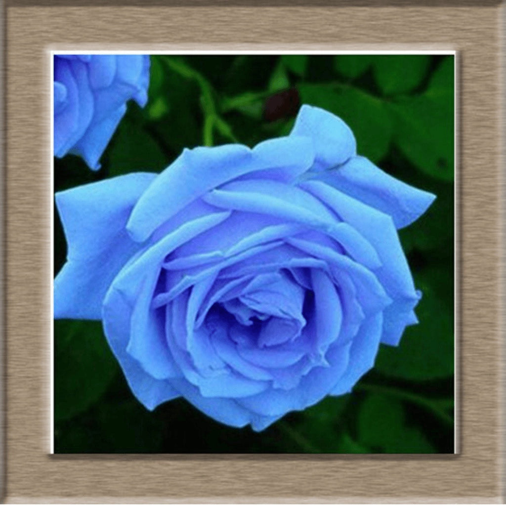 Beautiful Rose Seeds - Friends of Irony LLC