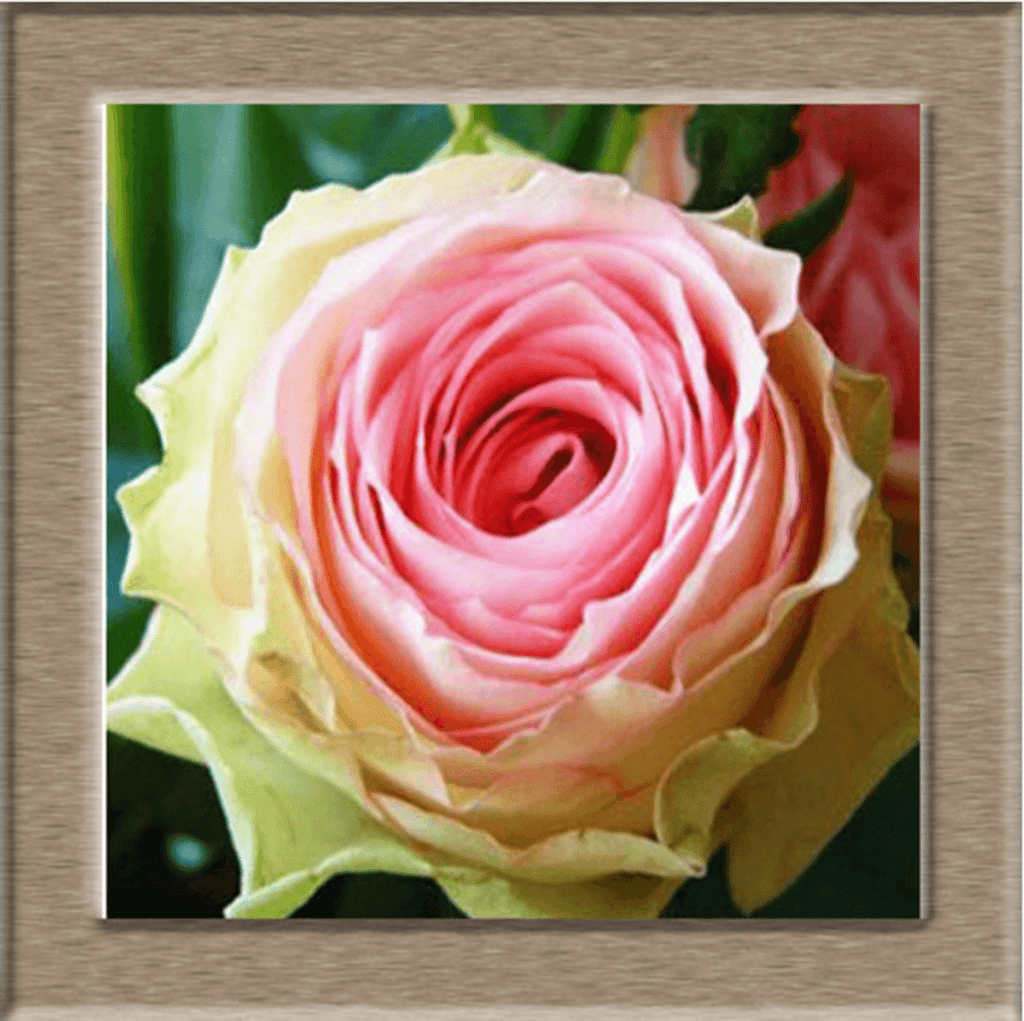 Beautiful Rose Seeds - Friends of Irony LLC