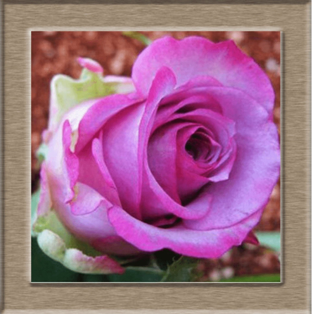 Beautiful Rose Seeds - Friends of Irony LLC