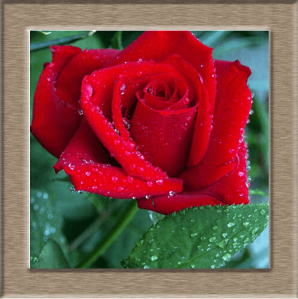 Beautiful Rose Seeds - Friends of Irony LLC