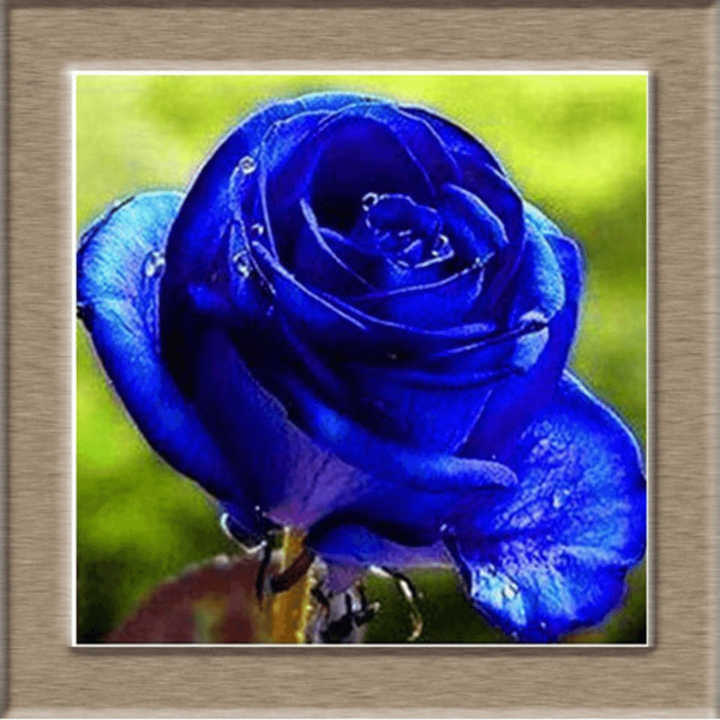 Beautiful Rose Seeds - Friends of Irony LLC