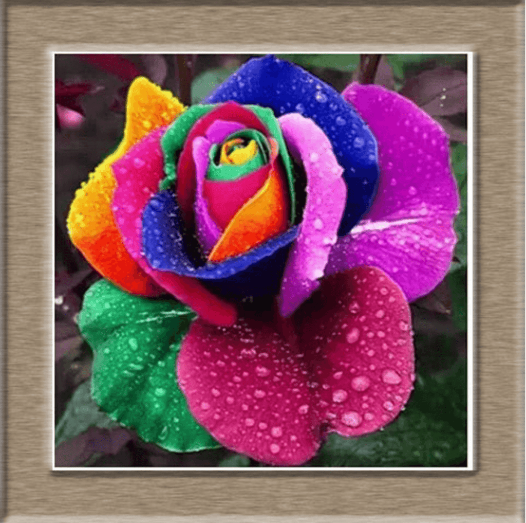 Beautiful Rose Seeds - Friends of Irony LLC